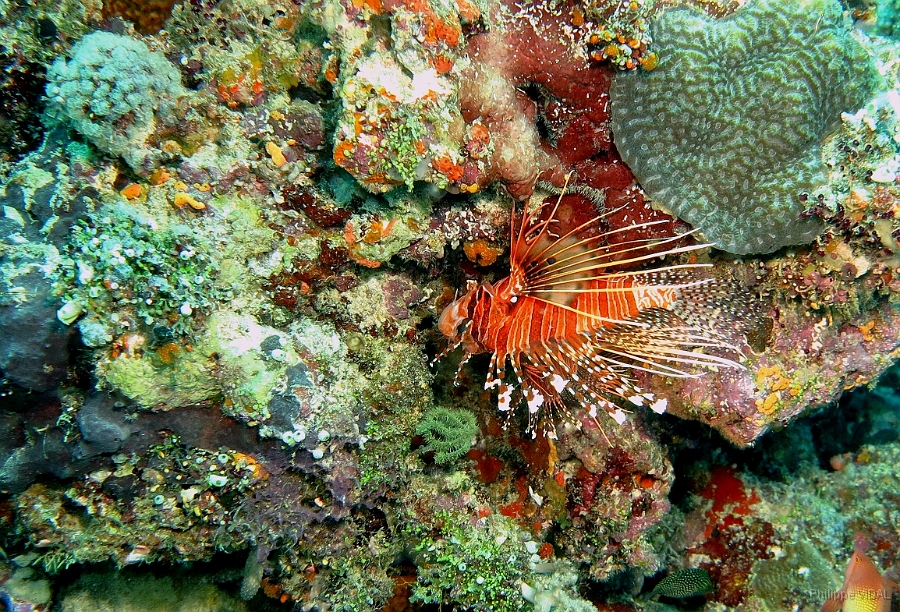 IMG_0271rc_Maldives_Madoogali_Laffe cornu ou poisson diale ou pterois a antennes - Pterois antennata.jpg